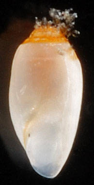 Acteocina canaliculata image