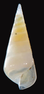 Melanella conoidea image