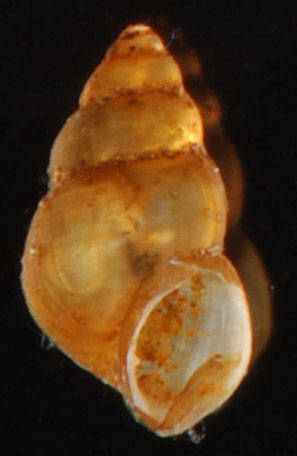 Image of Littoridinops monroensis