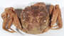 Eriocheir sinensis image