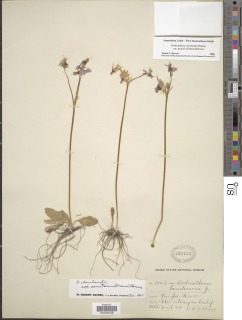 Primula clevelandii var. gracilis image