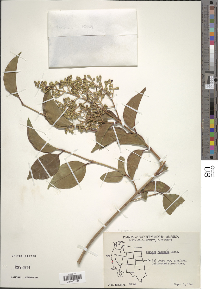 Syringa reticulata subsp. reticulata image