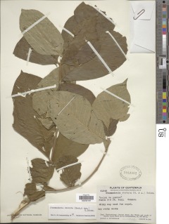 Tabernaemontana odontadeniiflora image