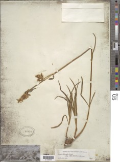 Frasera albicaulis var. nitida image