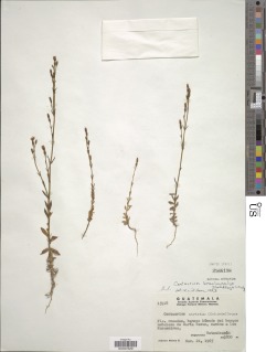 Gyrandra brachycalyx image