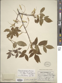 Fraxinus purpusii image