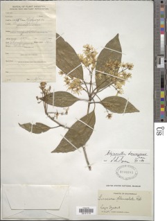 Image of Chionanthus domingensis