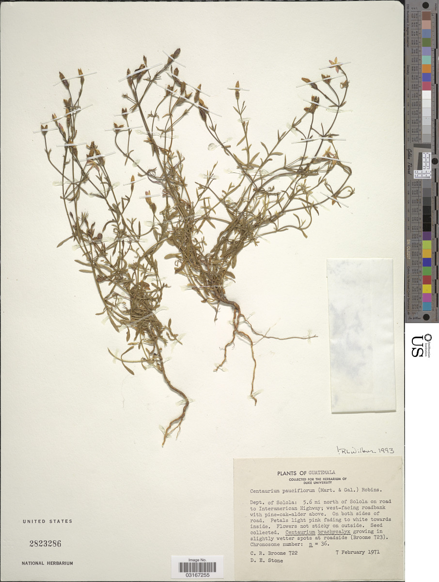 Gyrandra pauciflora image