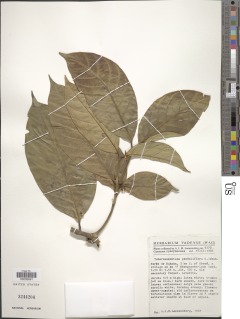 Image of Tabernaemontana penduliflora