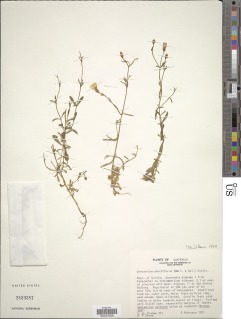 Image of Centaurium pauciflorum