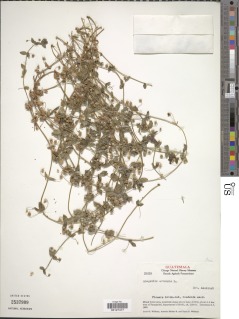 Lysimachia arvensis subsp. arvensis image