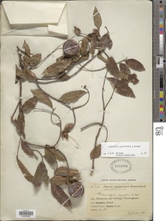 Image of Landolphia parvifolia