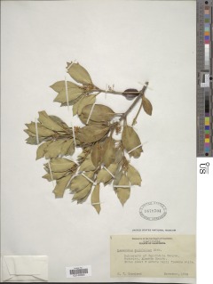 Image of Osmanthus heterophyllus
