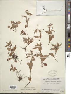 Image of Lysimachia steyermarkii
