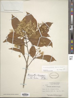 Image of Chionanthus domingensis