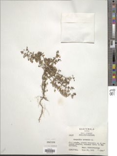Lysimachia arvensis subsp. arvensis image