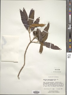 Buddleja megalocephala image