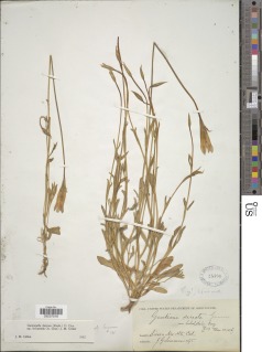 Gentianopsis holopetala image