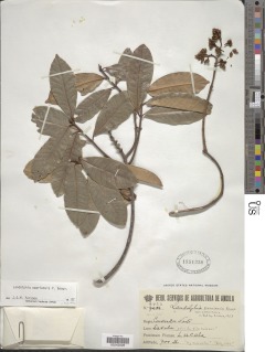 Landolphia owariensis image