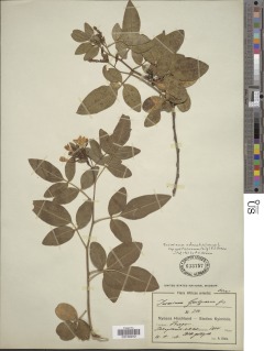Image of Chrysojasminum goetzeanum