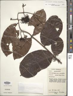 Dictyophleba leonensis image
