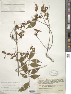 Strychnos floribunda image