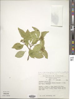 Image of Strychnos spinosa