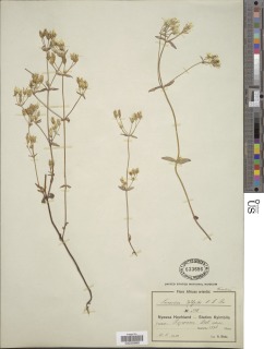 Swertia usambarensis image