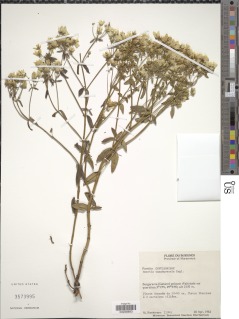 Image of Swertia usambarensis