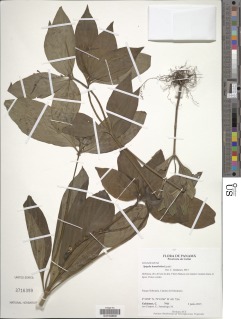 Spigelia hamelioides image
