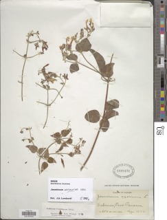 Image of Jasminum auriculatum