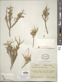 Menodora spinescens image