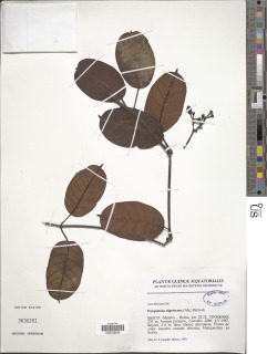 Cryptolepis calophylla image