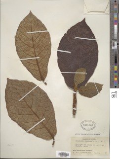 Prestonia ipomaeifolia image