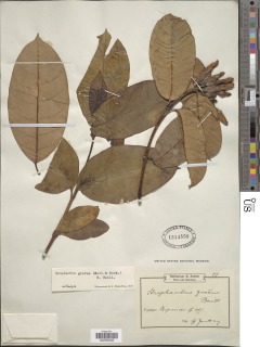 Strophanthus gratus image