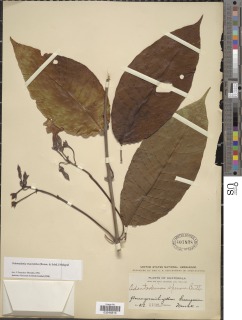 Image of Odontadenia macrantha
