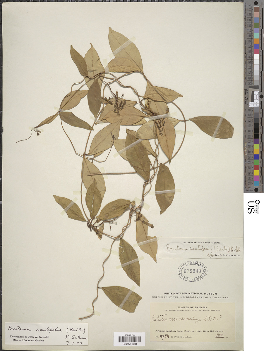 Prestonia acutifolia image