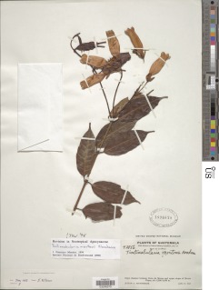 Image of Tintinnabularia mortonii