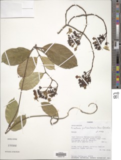 Prestonia portobellensis image