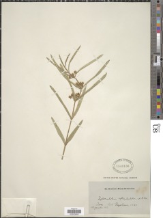 Xysmalobium heudelotianum image