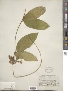 Image of Prestonia portobellensis