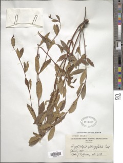 Cryptolepis oblongifolia image