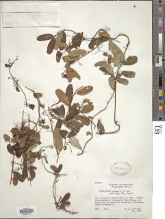 Cryptolepis oblongifolia image