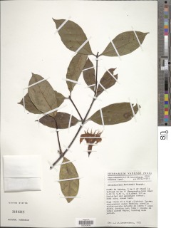Strophanthus thollonii image