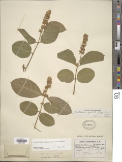 Forsteronia spicata image