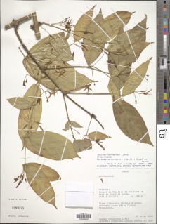 Image of Baissea welwitschii