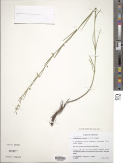 Image of Aspidoglossum connatum