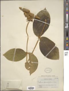 Prestonia ipomaeifolia image
