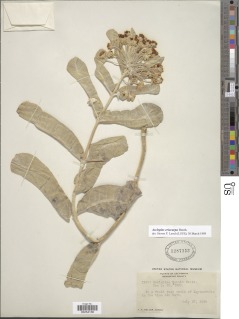 Asclepias eriocarpa image