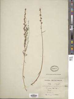 Image of Aspidoglossum angustissimum